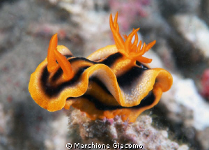 Nudi on the air
Nikon D200, 60 micro, twin strobo
Komod... by Marchione Giacomo 